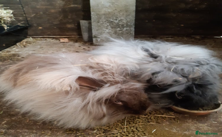 Angora rabbits - Advert 1