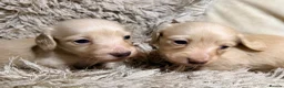 Miniature Dachshund dogs for sale: KC Longhaired Cream Miniature Dachshund Puppies - Advert 19