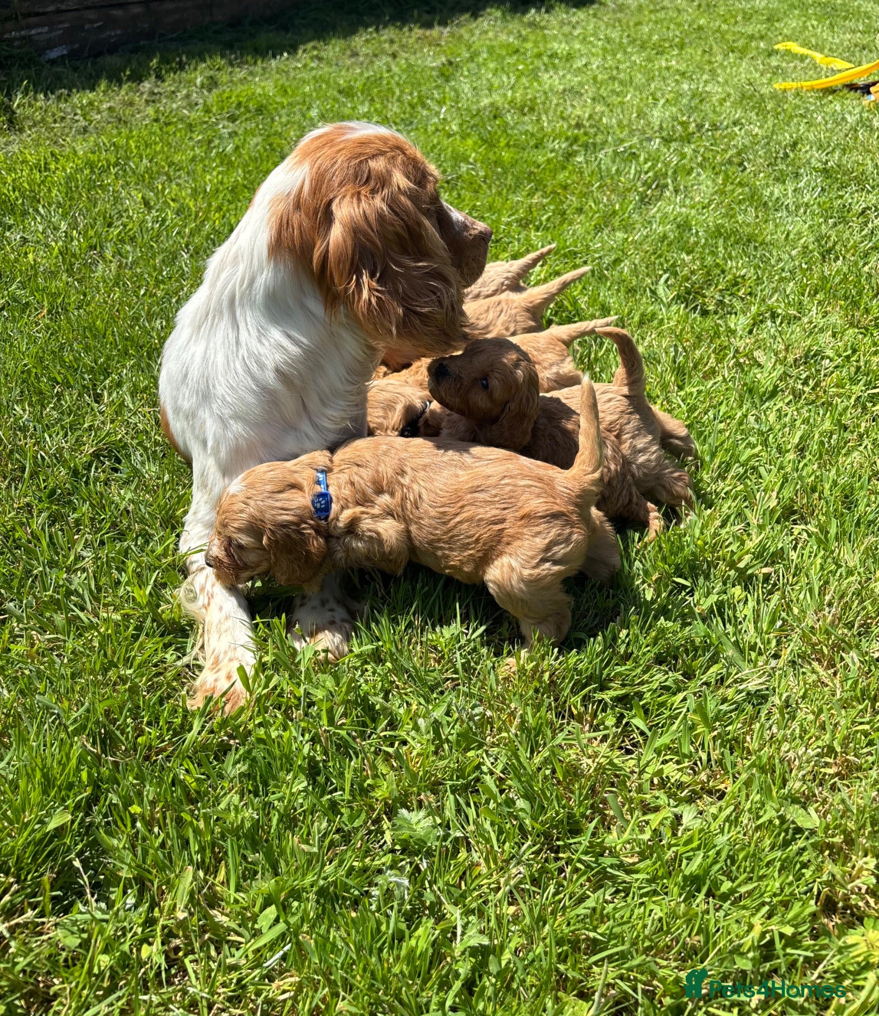 Cockapoo dogs Beautiful cockerpoo puppies - Advert 1