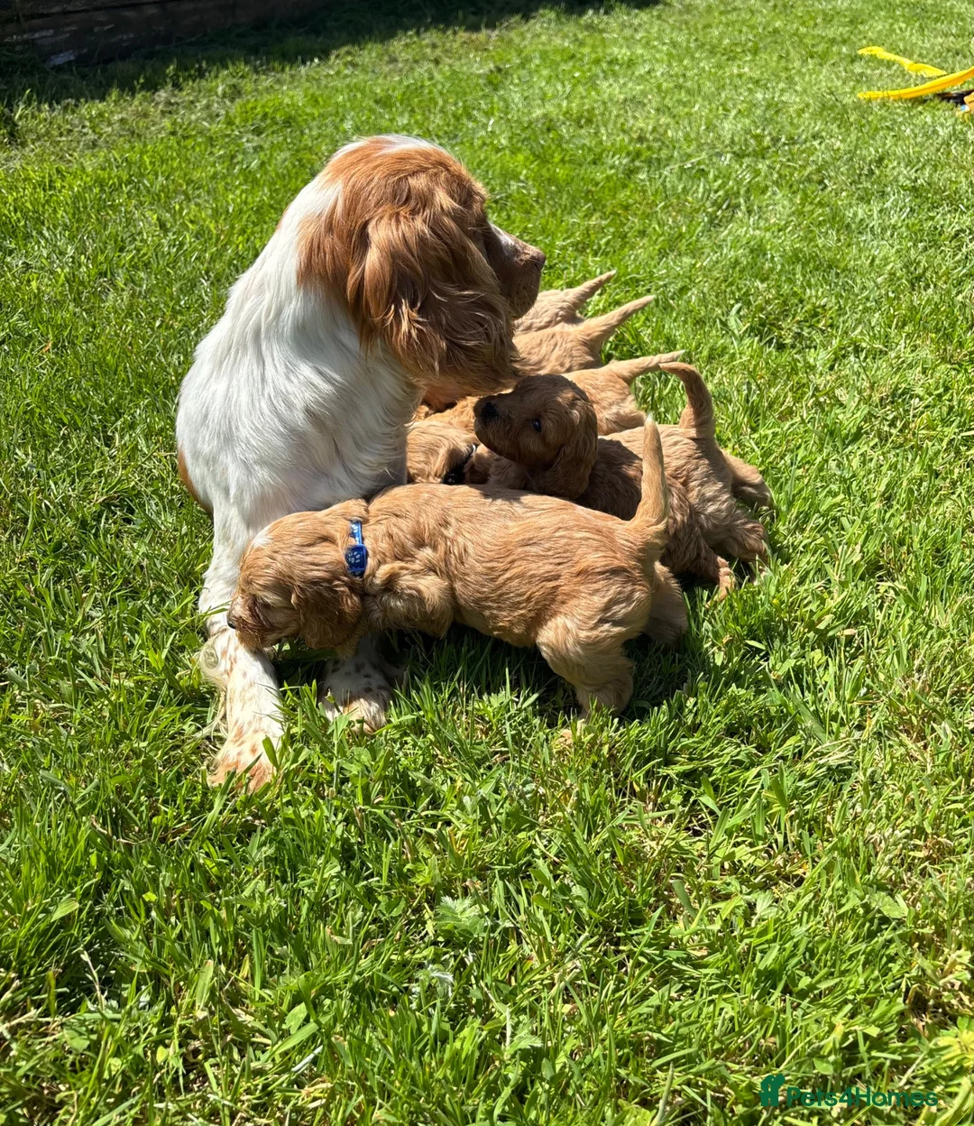 Cockapoo dogs for sale: Beautiful cockerpoo puppies - Advert 1