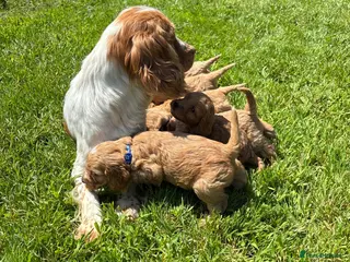 Cockapoo dogs Beautiful cockerpoo puppies - Advert 4