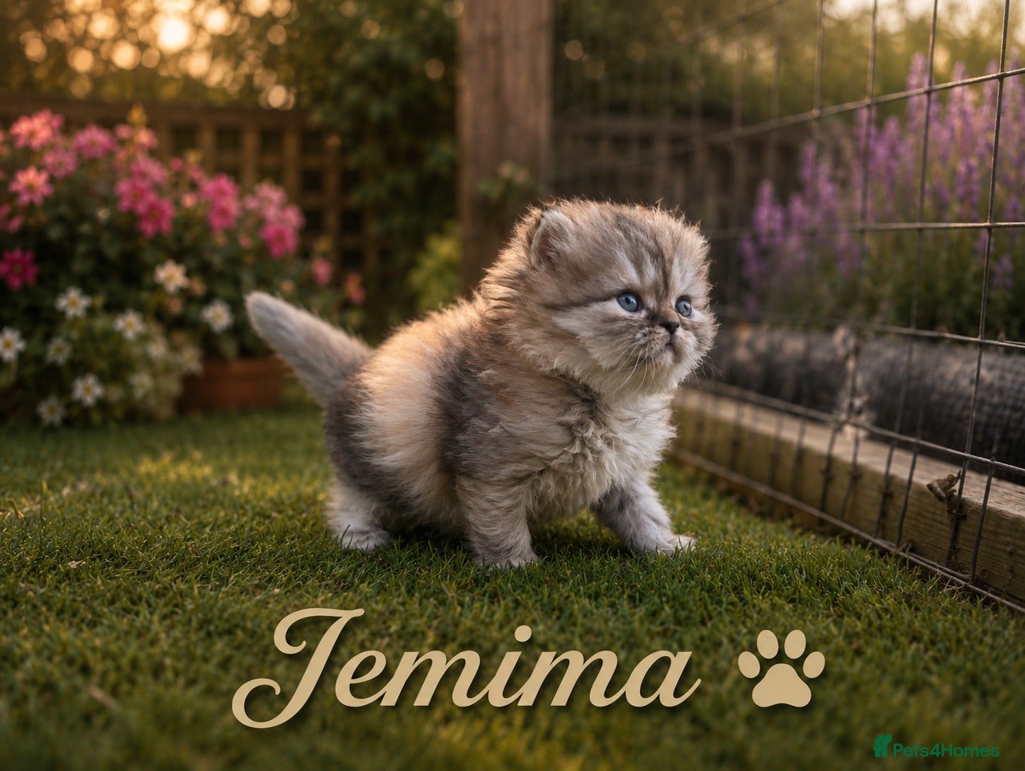 Persian cats Beautiful litter of Persian kittens, PKD Neg - Advert 17