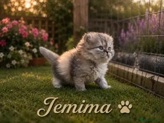 Persian cats Beautiful litter of Persian kittens, PKD Neg - Advert 3