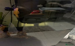 Tetras fish for sale: Fish for free  - Advert 1