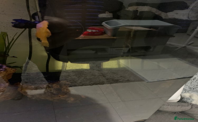 Tetras fish Fish for free  - Advert 1