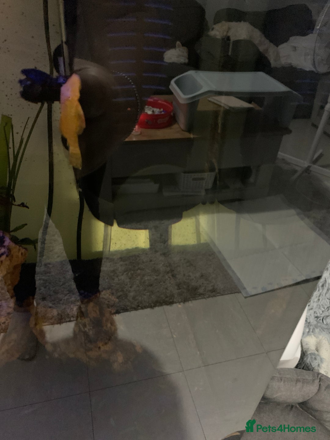 Tetras fish for sale: Fish for free  - Advert 1