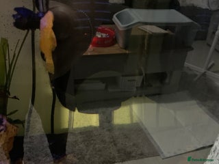 Tetras fish for sale: Fish for free - Advert 1