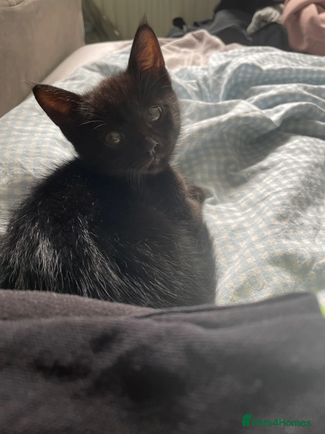 Mixed Breed cats for sale: Beautiful black male kitten - Advert 2