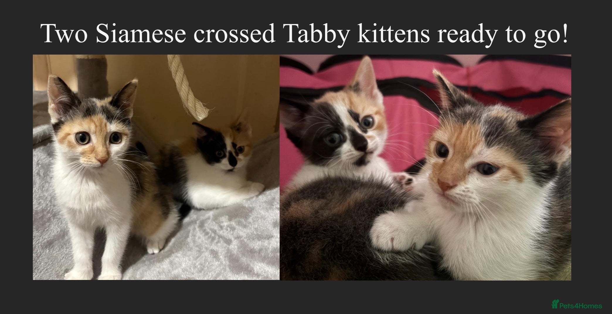 Mixed Breed cats Two Siamese x tabby kittens for sale - Advert 1