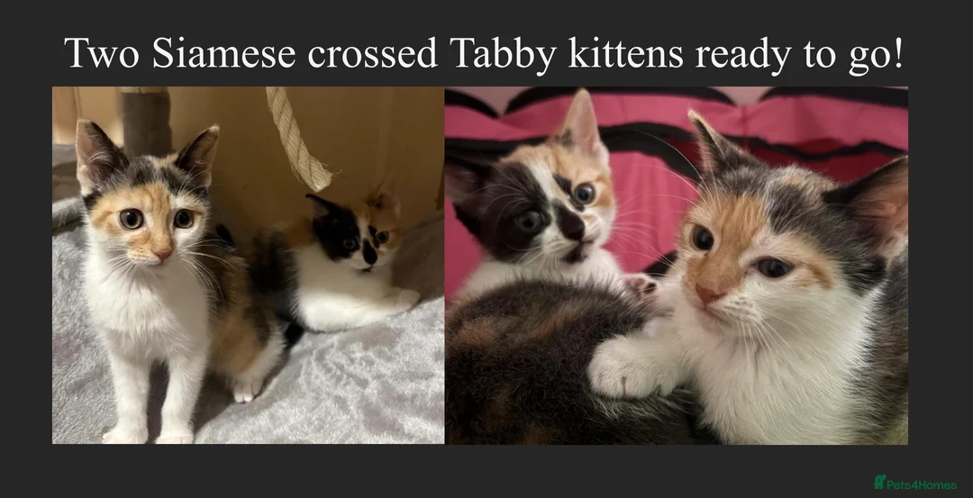 Mixed Breed cats for sale: Two Siamese x tabby kittens for sale - Advert 1