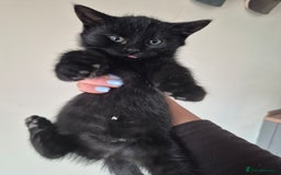 Mixed Breed cats for sale: Blue and black kittens - Image 4