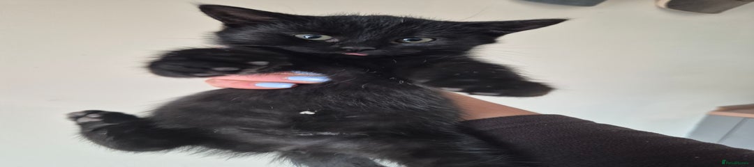 Mixed Breed Kitten 1