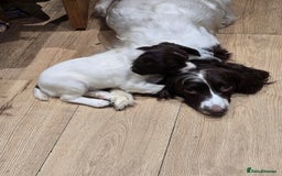 English Springer Spaniel dogs for sale: Beautiful Kc reg springer spaniel pups - Advert 5