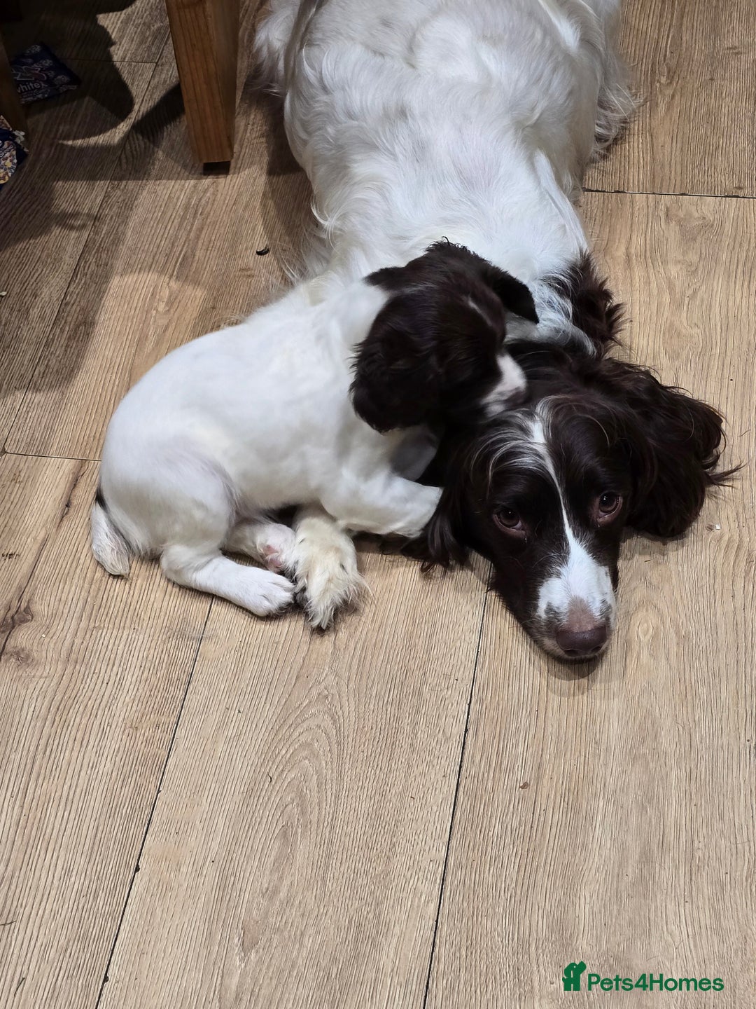 English Springer Spaniel dogs for sale: Beautiful Kc reg springer spaniel pups - Advert 5