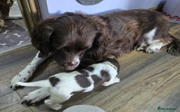 English Springer Spaniel dogs for sale: Stunning Pedigree Registered Pups - Image 5