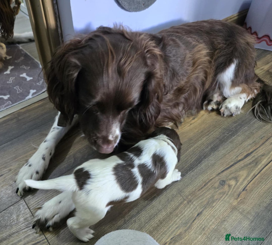 English Springer Spaniel dogs for sale: Stunning Pedigree Registered Pups - Image 5
