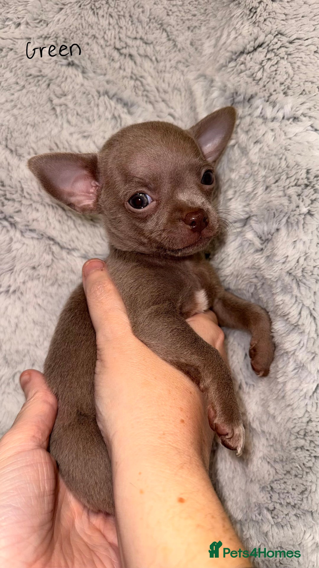 Chihuahua dogs for sale: Three Boy Chihuahuas | Lilac & Blue | Ready - Advert 27