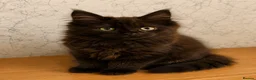 Maine Coon cats for sale: Gorgeous Smokey Maine Coon Kitten  in Falkirk - Advert 6