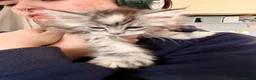 Maine Coon cats for sale: Two registered mainecoon kittens (1 poly)  - Advert 21