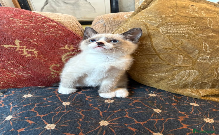 Mixed Breed cats Beautiful kittens ready for new home - Advert 1