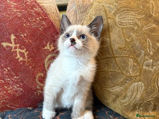 Mixed Breed cats Beautiful kittens ready for new home - Advert 1