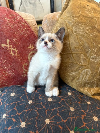 Mixed Breed cats Beautiful kittens ready for new home - Advert 1