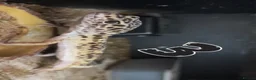 Leopard Gecko reptiles for sale: Leopard Geckos - Advert 3