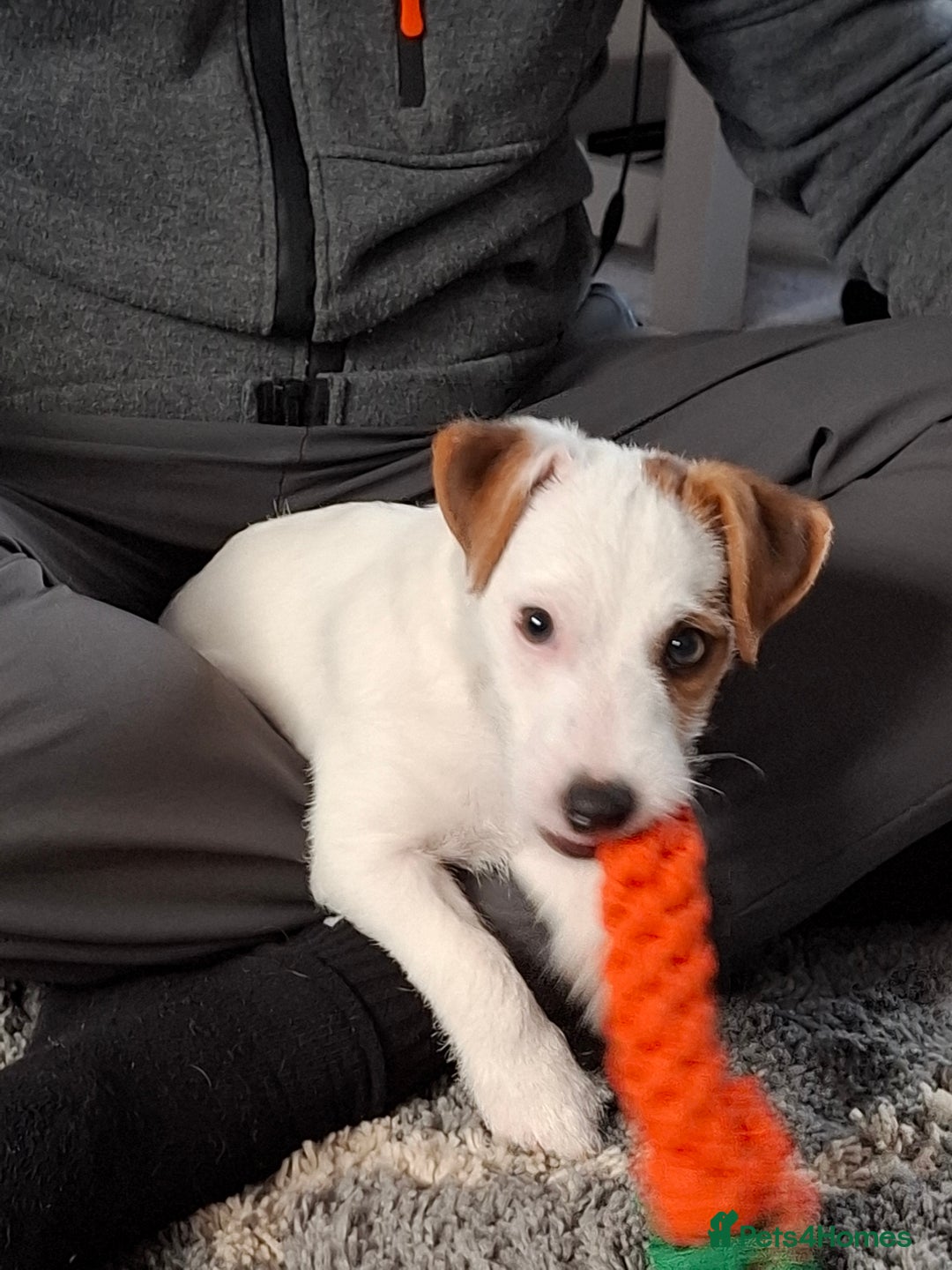 Jack Russell dogs for sale: Jack Russell puppy 13 weeks male - Image 4
