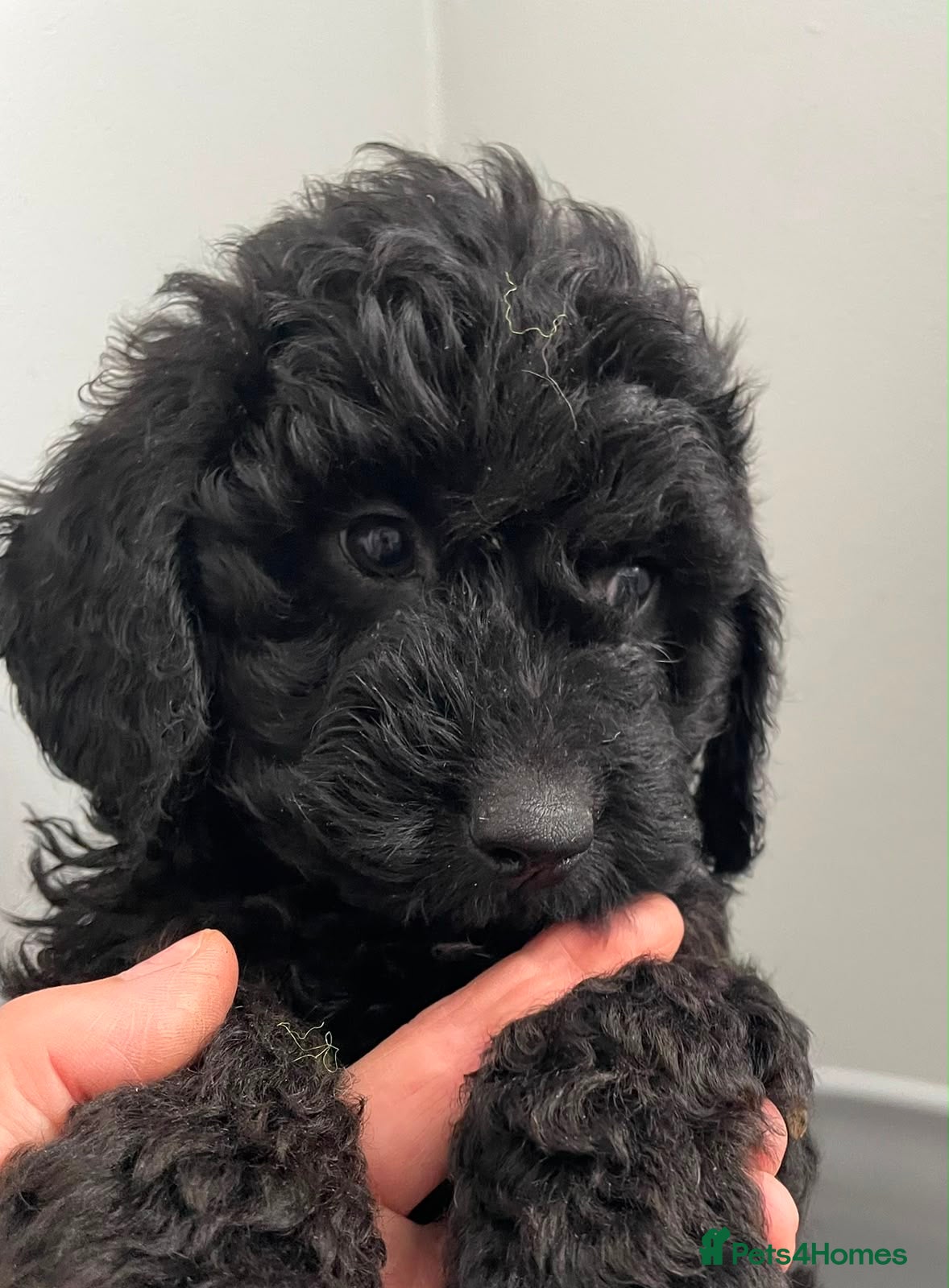 Cockapoo dogs STUNNING HEALTH CLEAR COCKAPOO PUPPIES  - Advert 7