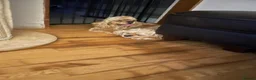 Cockapoo dogs for sale: superb cockapoo puppies - Advert 4