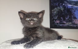 Mixed Breed cats for sale: Mixed British blue kittens  - Image 10