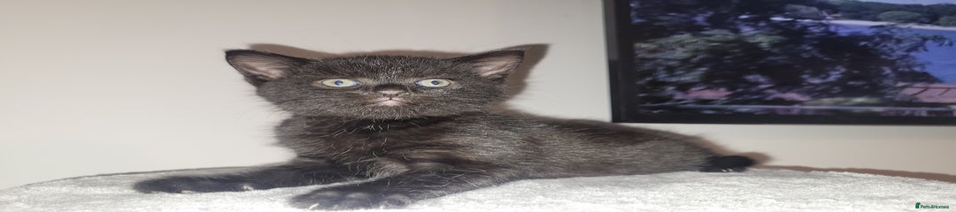 Mixed Breed Kitten 3