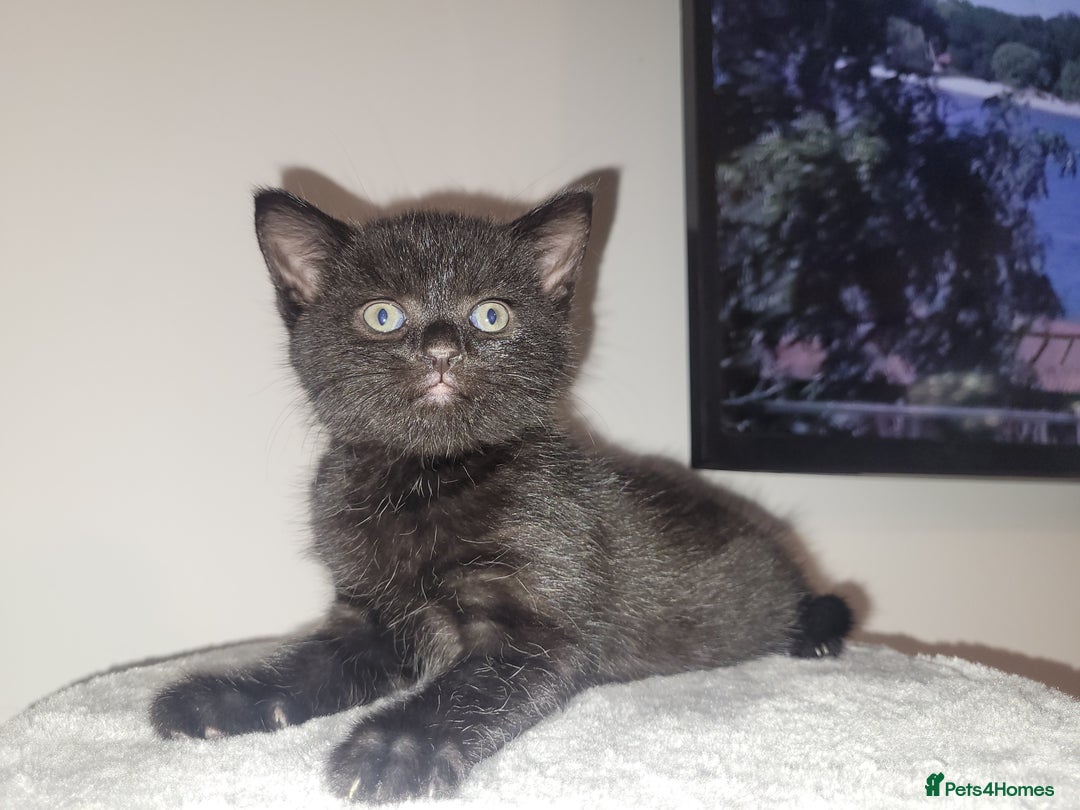 Mixed Breed cats for sale: Mixed British blue kittens  - Image 10