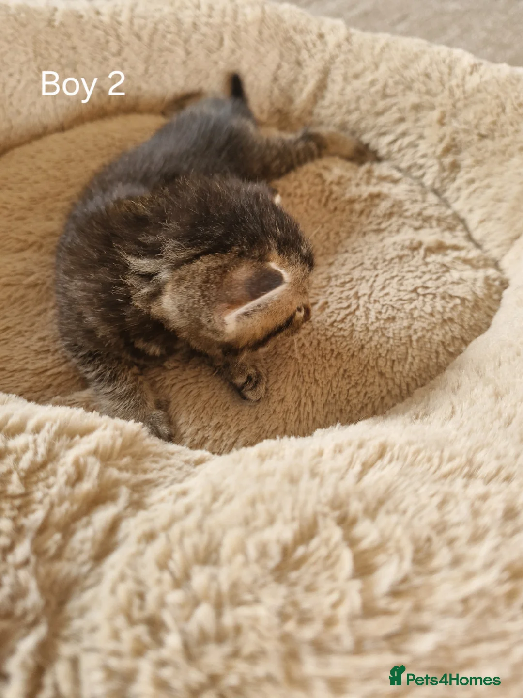 Mixed Breed cats for sale: Beautiful Domestic Shorthair Male Kitten - Advert 8