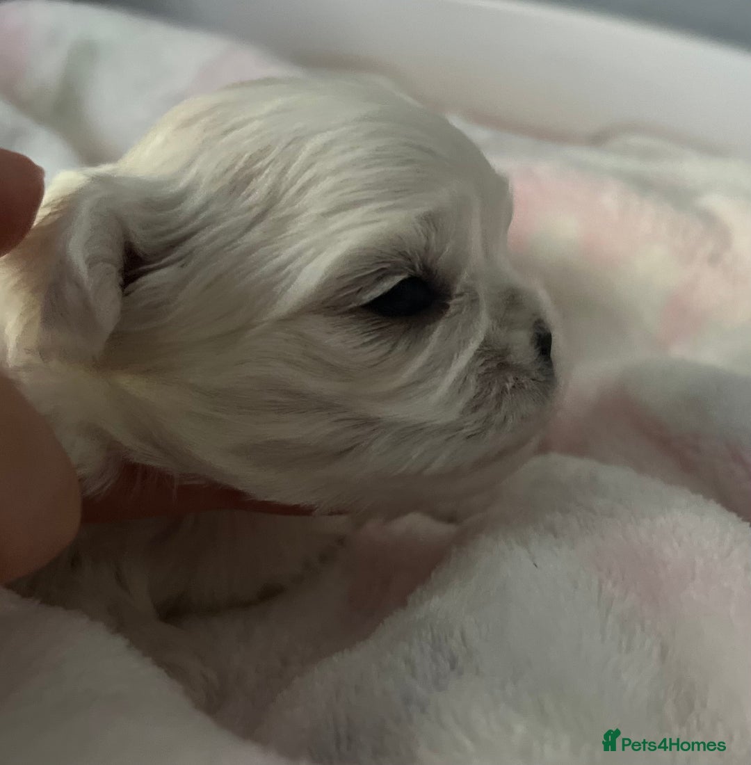 Maltese dogs for sale: Korean bloodline Maltese  - Advert 2