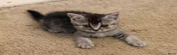 British Shorthair cats for sale: British shorthair kittens from champion lines  - Advert 12
