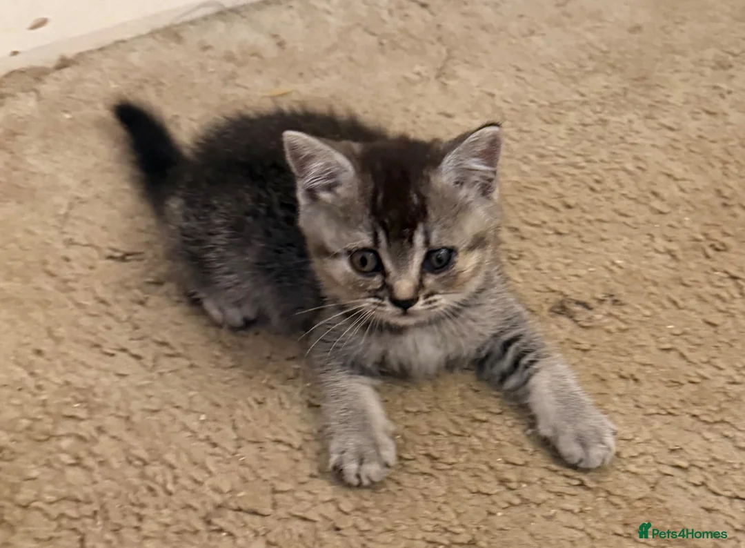 British Shorthair cats for sale: British shorthair kittens from champion lines  - Advert 12