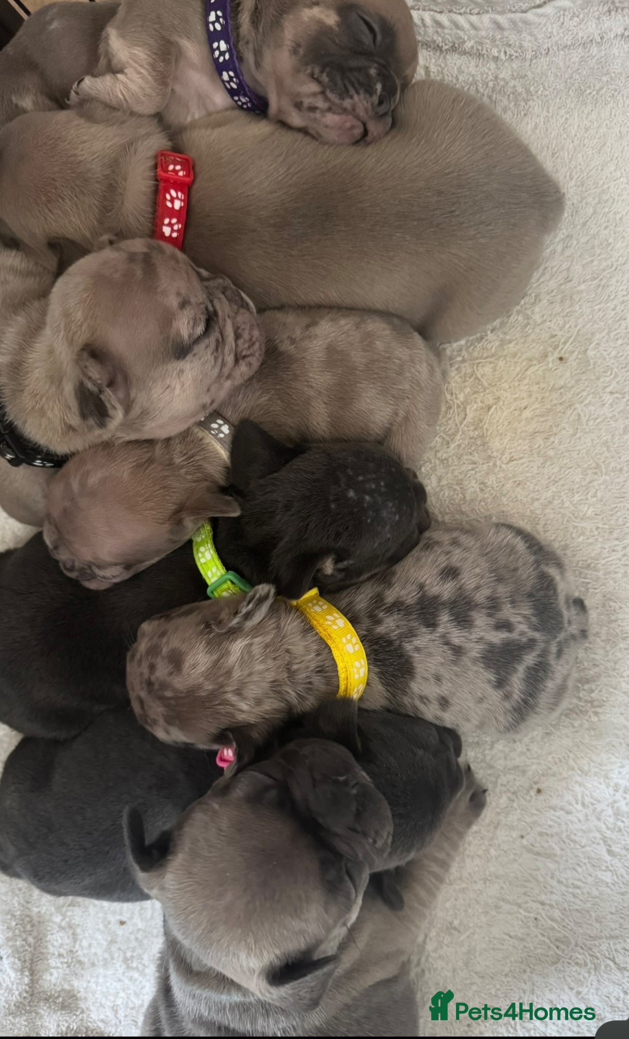 French Bulldog dogs Beautiful French Bulldog Pups - Advert 1