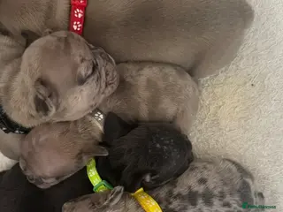 French Bulldog dogs Beautiful French Bulldog Pups - Advert 2