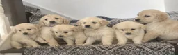 Golden Retriever dogs for sale: Beautiful litter of Golden Retrievers for sale. - Advert 1