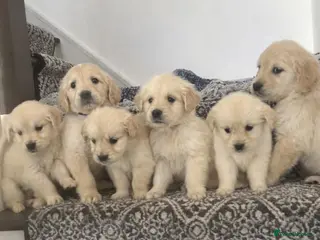 Golden Retriever dogs Beautiful litter of Golden Retrievers for sale. - Advert 5
