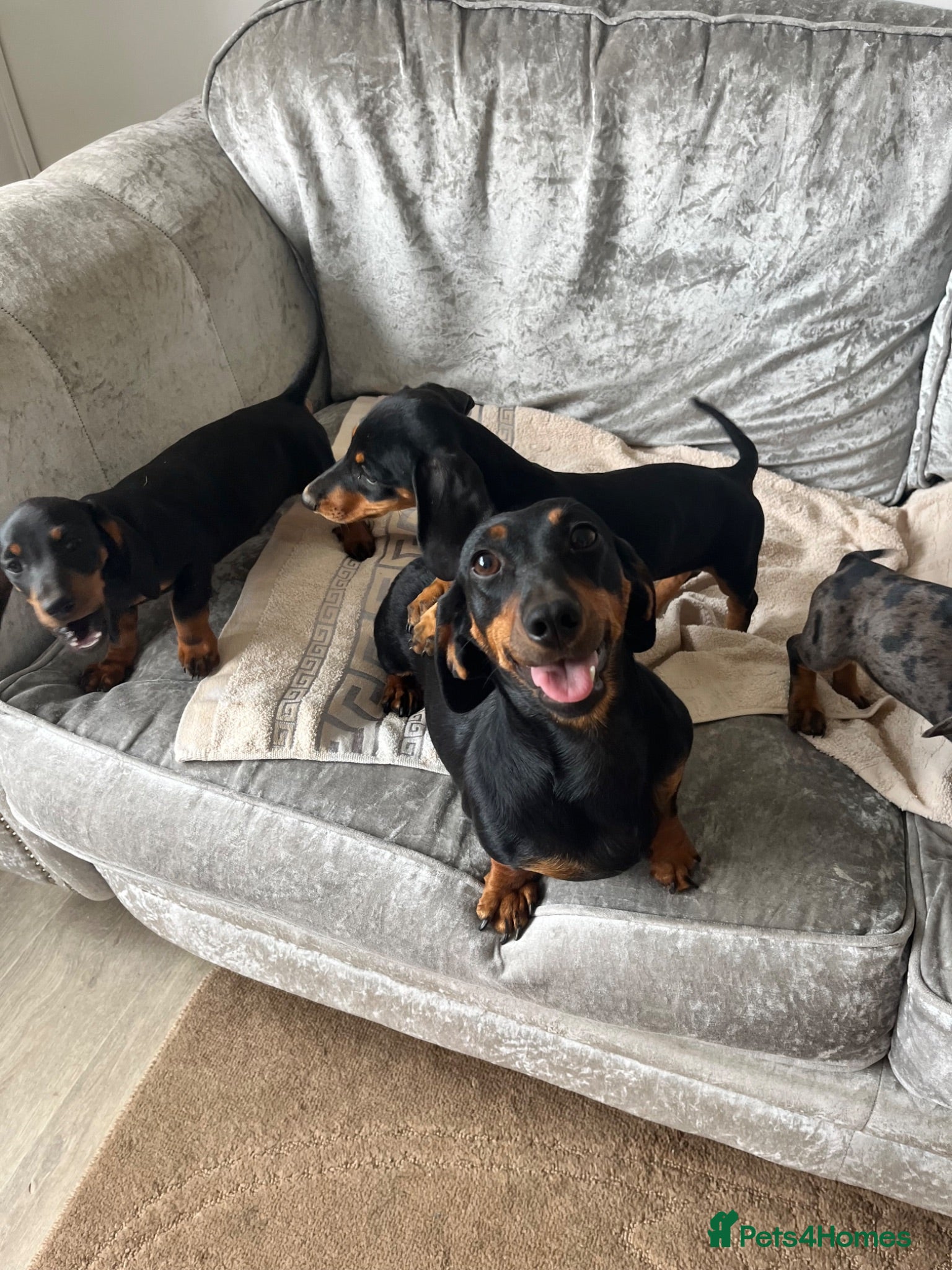 Miniature Dachshund dogs Miniature dachshunds girls - Advert 1