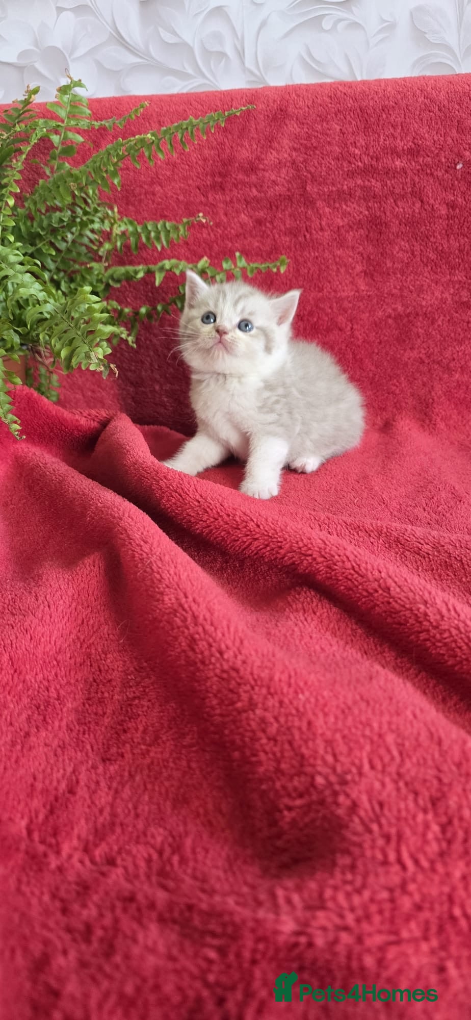 Scottish Fold cats For sale Scottish fold kitties  - Advert 2