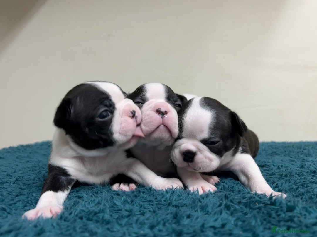 Dog Breeds Boston Terrier Puppies Available Dog Breed Fawn And