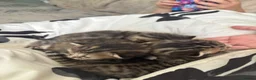 Mixed Breed cats for sale: 3 Absolute Stunning Patterned Kittens - Advert 8