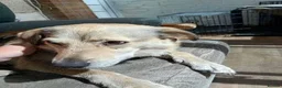 Mixed Breed dogs for adoption: Meet Misty, currently residing in Sussex in Brighton - Advert 3