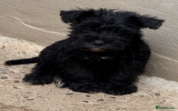 Miniature Schnauzer dogs for sale: Stunning Mini schnauzers kc reg puppies - Image 3