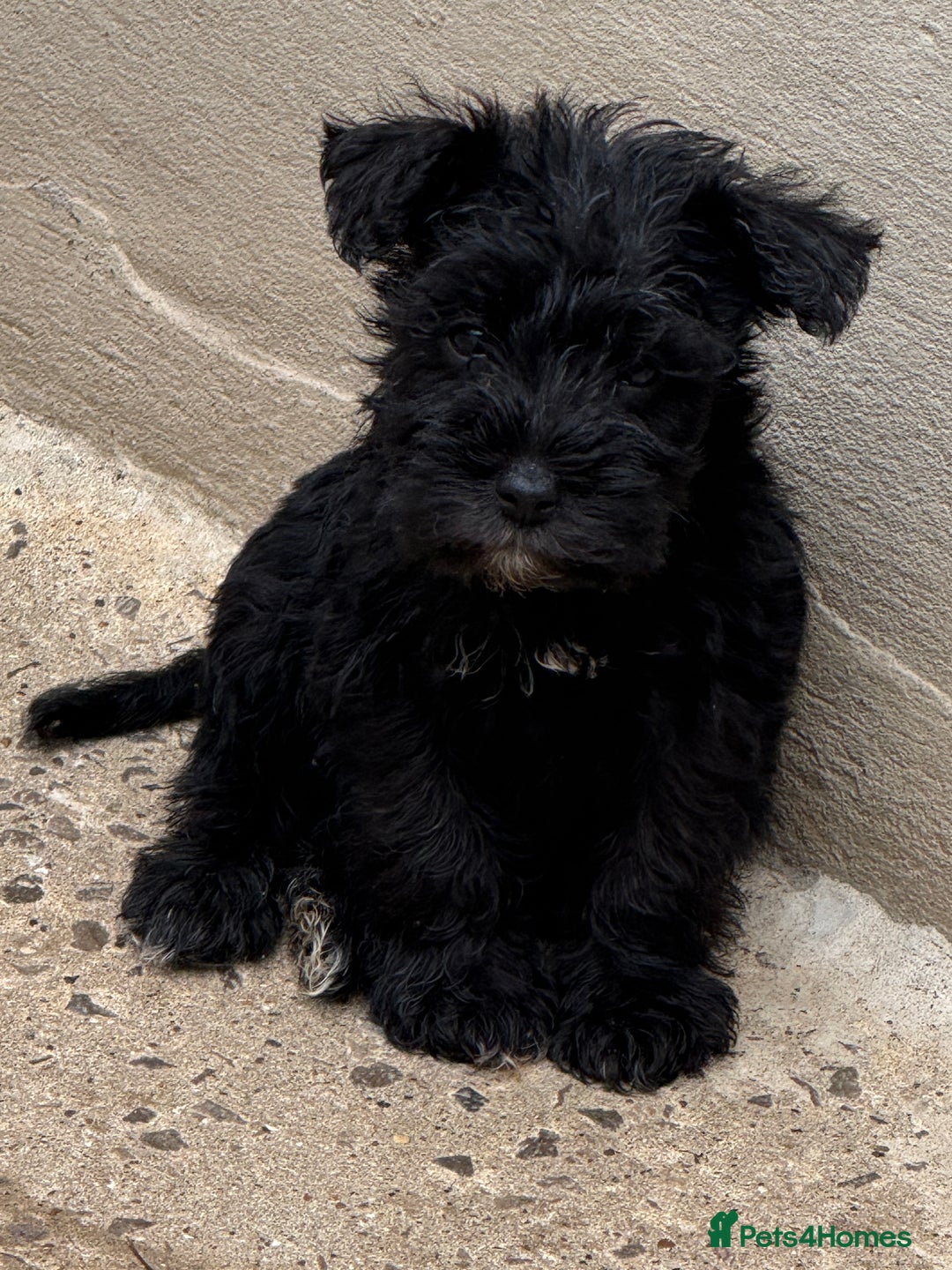 Miniature Schnauzer dogs for sale: Stunning Mini schnauzers kc reg puppies - Image 3