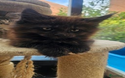 Maine Coon cats for sale: Purebred Maine Coon kittens from pedigree parents  in Lichfield - Image 31
