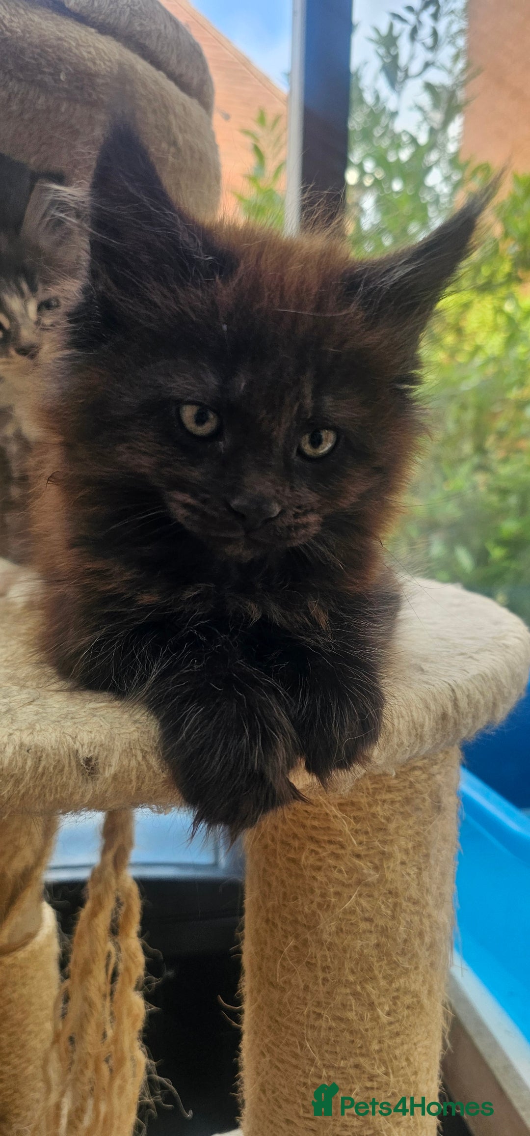 Maine Coon cats for sale: Purebred Maine Coon kittens from pedigree parents  in Lichfield - Image 31